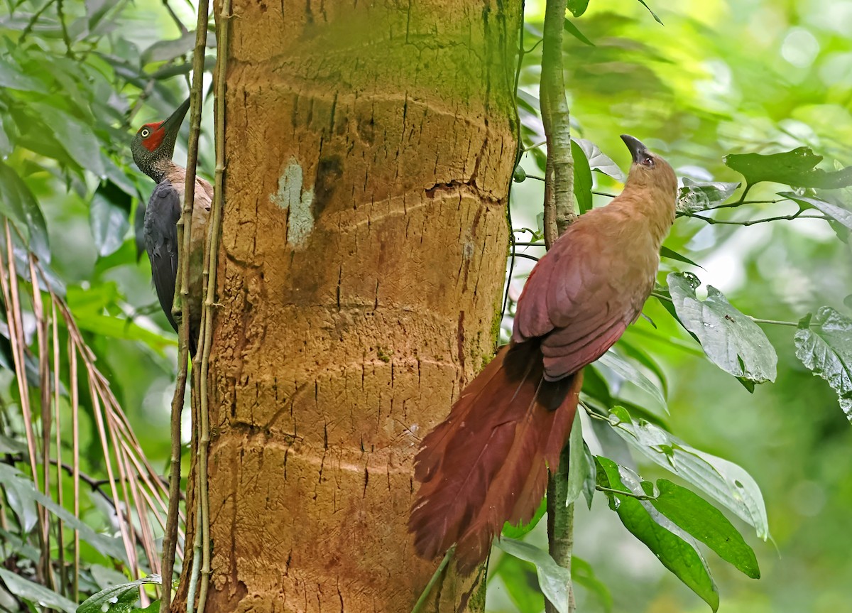 Bay Coucal - ML643871783