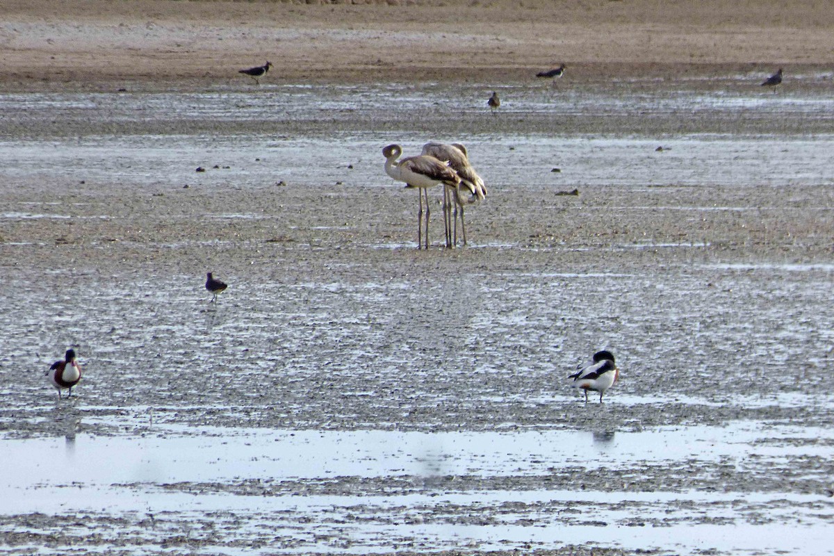 Ягаан нал - ML643871785