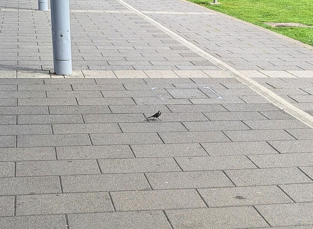 White Wagtail (British) - ML643871790