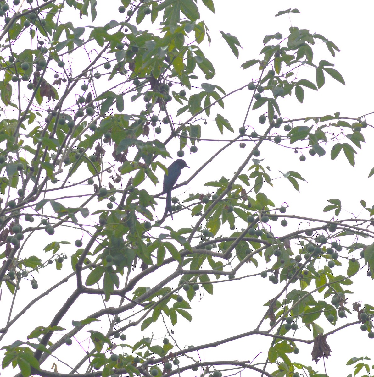 drongo černý - ML643871793