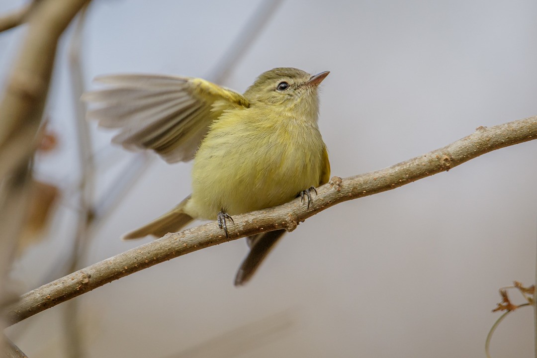Reiser's Tyrannulet - ML643871805