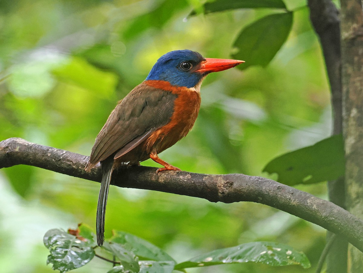 ledňáček modrohlavý (ssp. monachus) - ML643871807