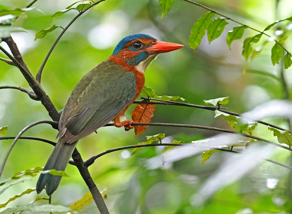 ledňáček modrohlavý (ssp. monachus) - ML643871808