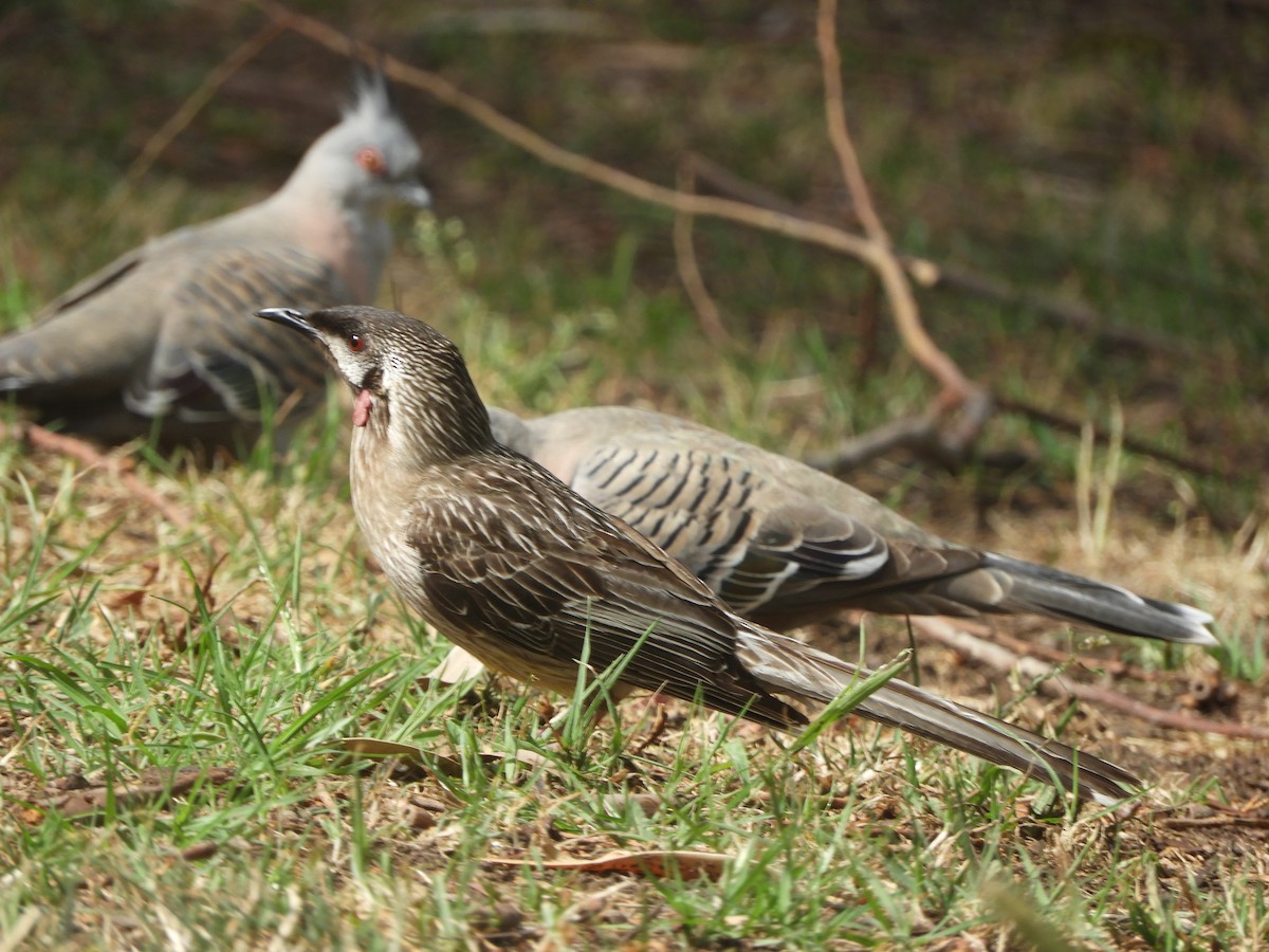 Red Wattlebird - ML643871809