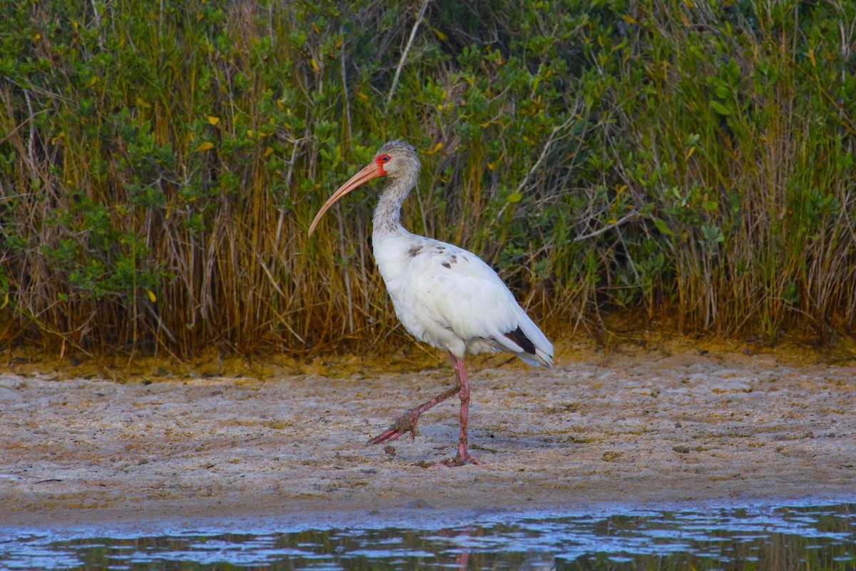 ibis bílý - ML643871815