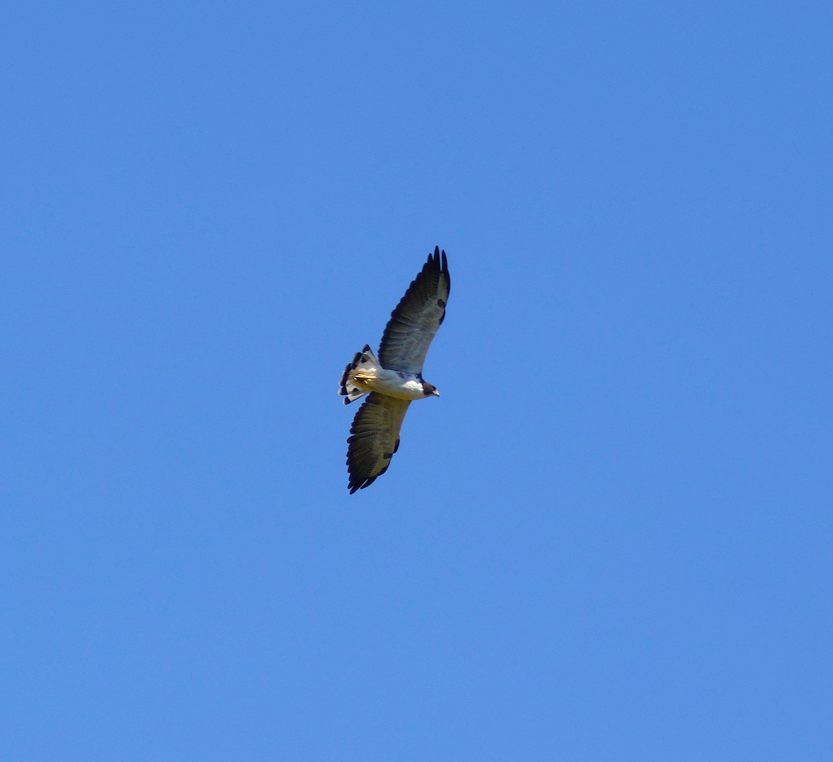White-tailed Hawk - ML643871819