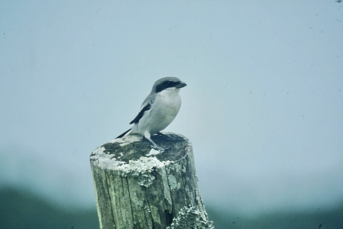 Pie-grièche migratrice - ML643871827