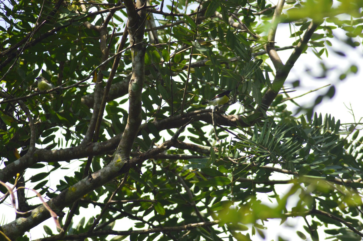 Souimanga à croupion pourpre - ML643871828