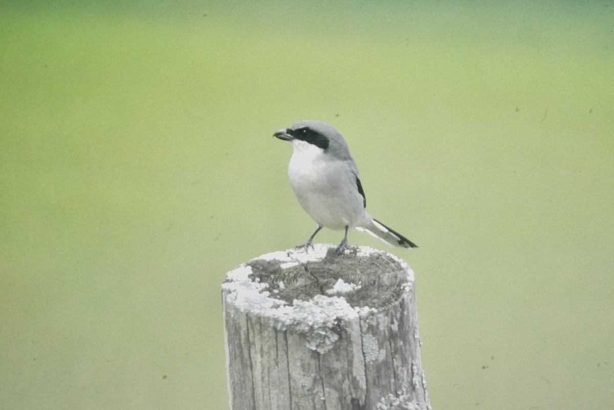 Pie-grièche migratrice - ML643871831