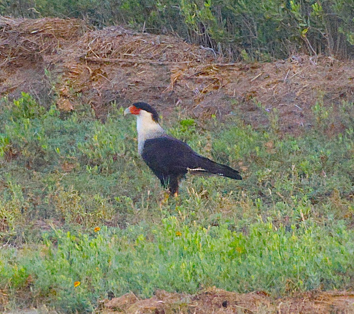 Caracara huppé - ML643871836
