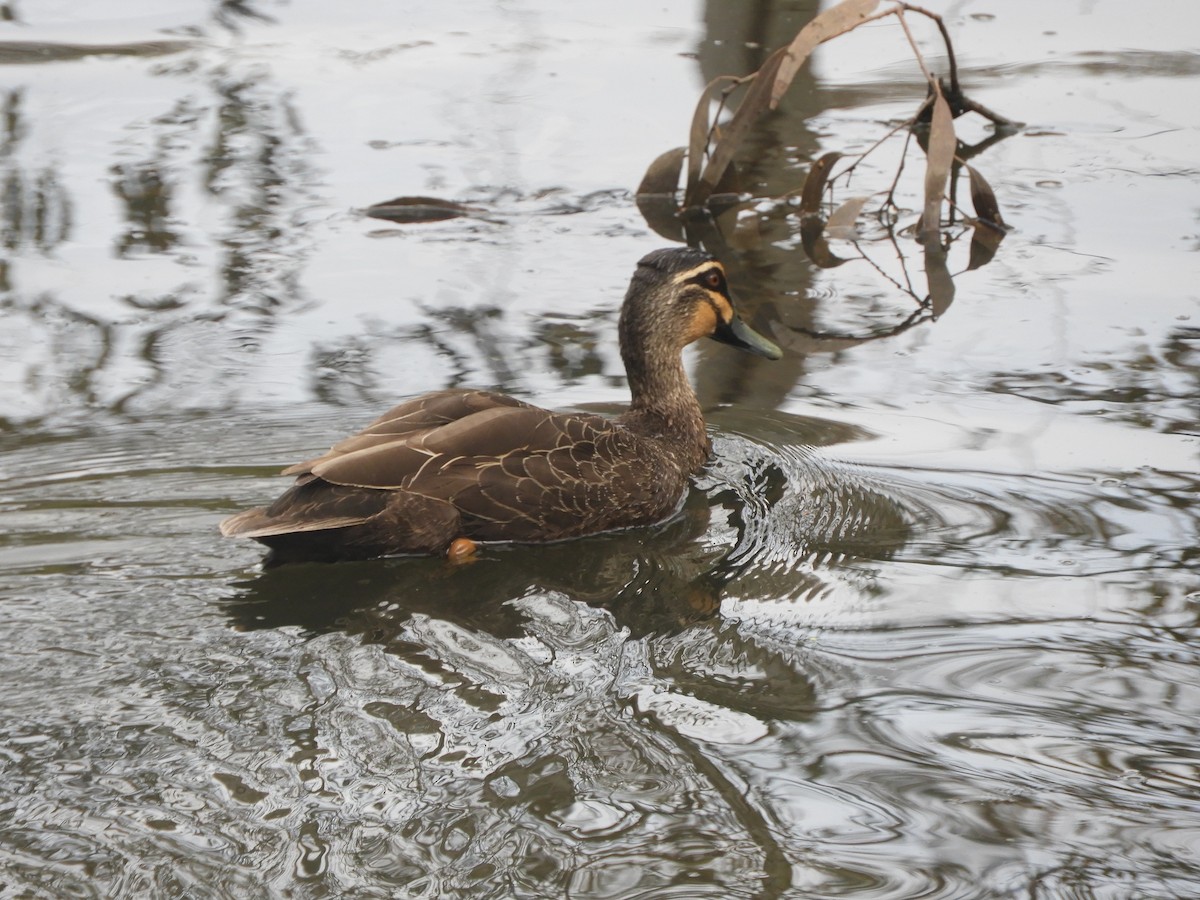 Canard à sourcils - ML643871839