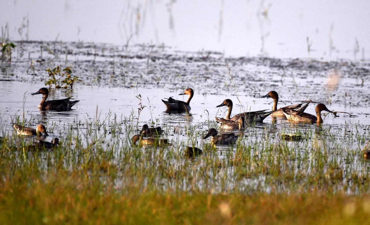Canard pilet - ML643871841