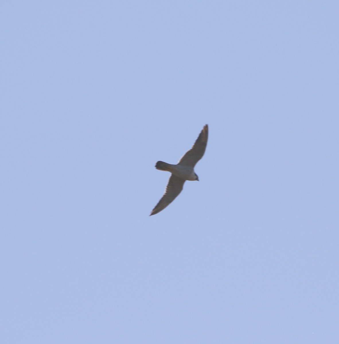 Faucon pèlerin - ML643871849