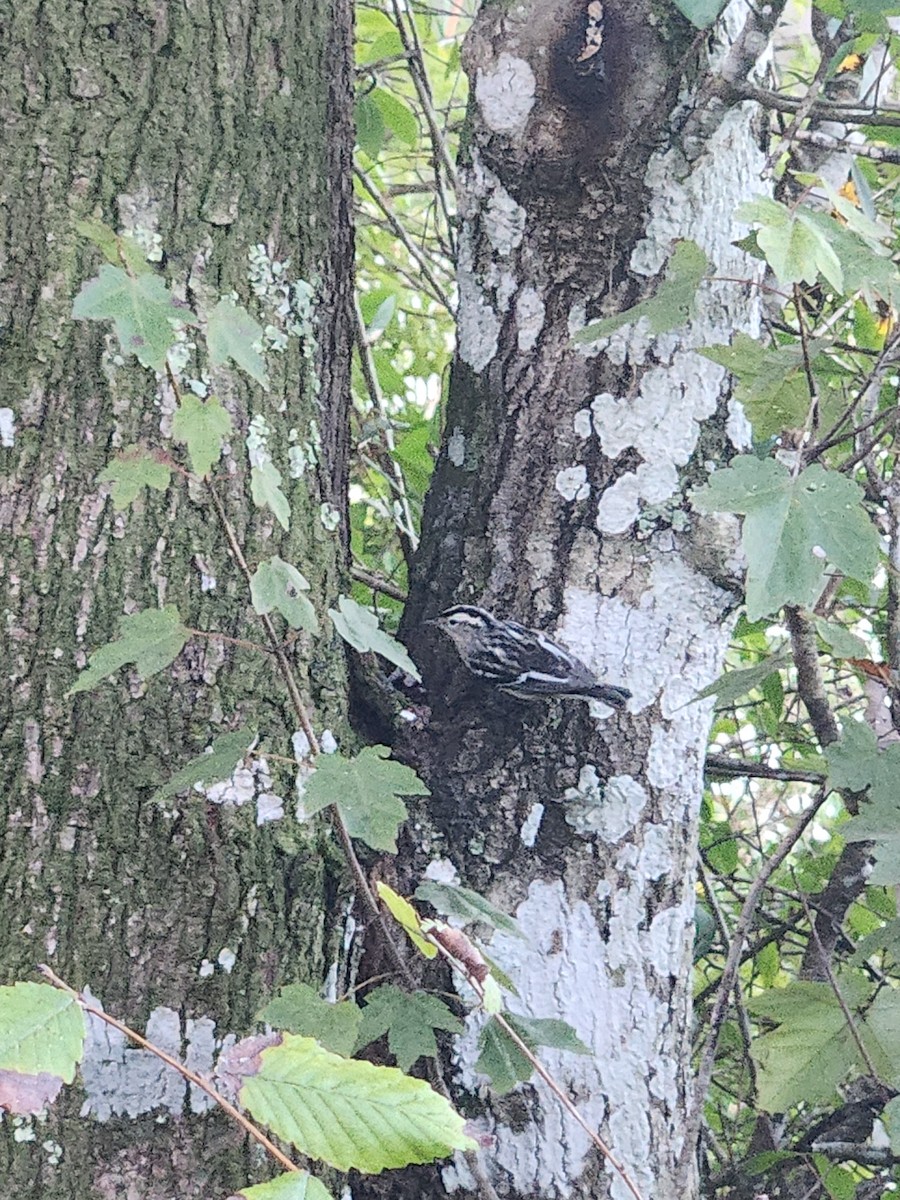 Black-and-white Warbler - ML643871851