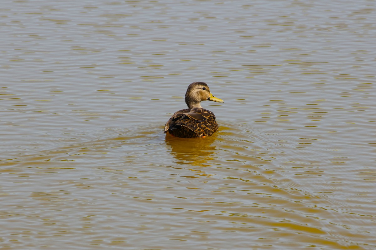 Canard brun - ML643871856