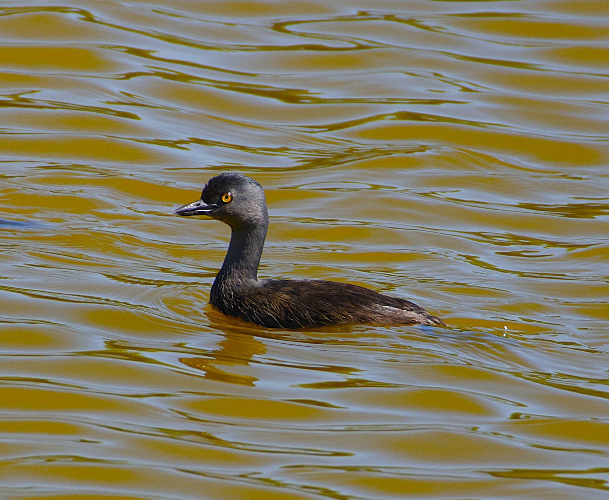 Least Grebe - ML643871860