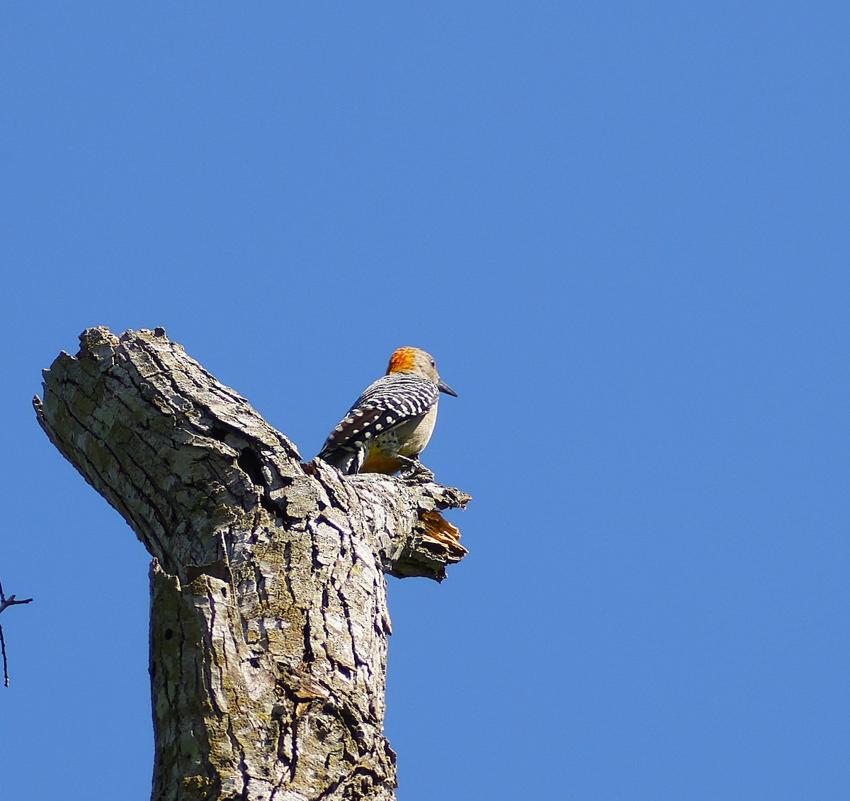 Golden-fronted Woodpecker - ML643871864