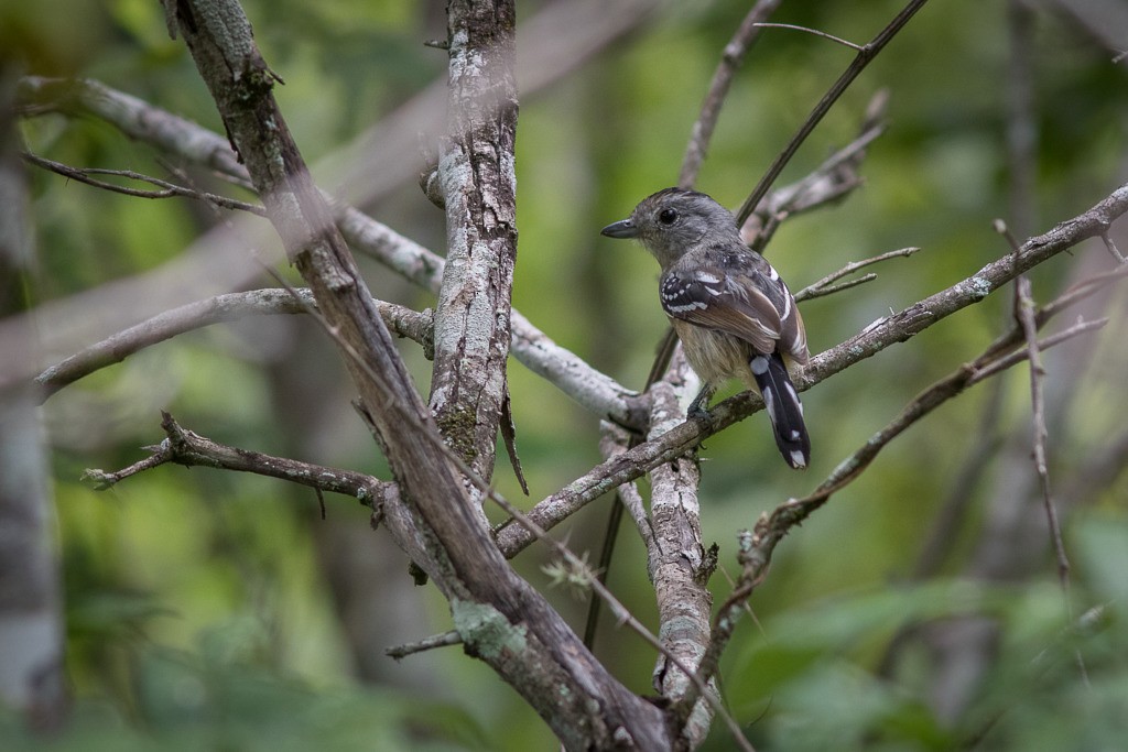 Batara de Pelzeln - ML643871879