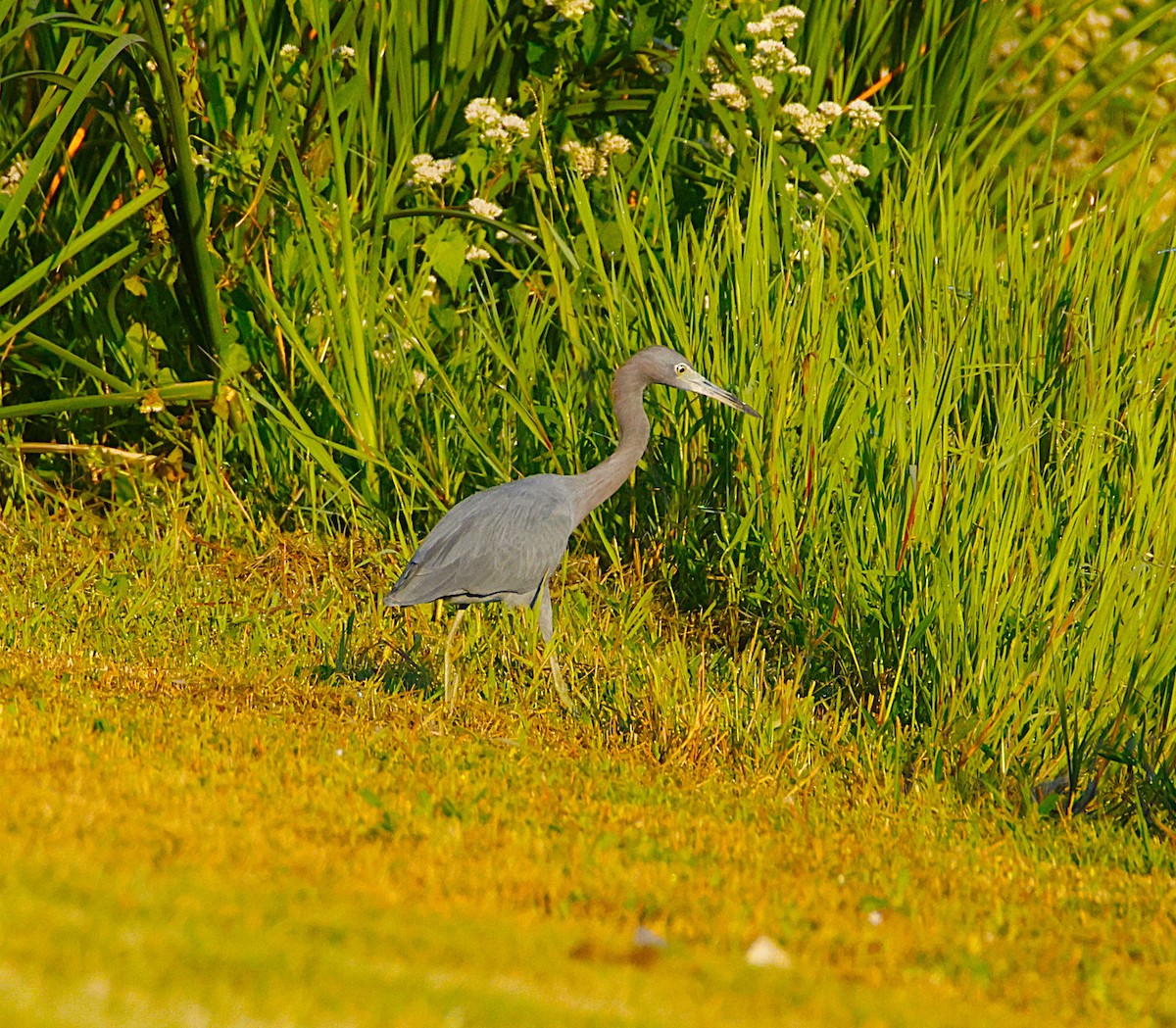 Little Blue Heron - ML643871886