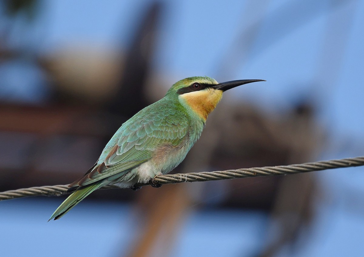 Blue-cheeked Bee-eater - ML643871908