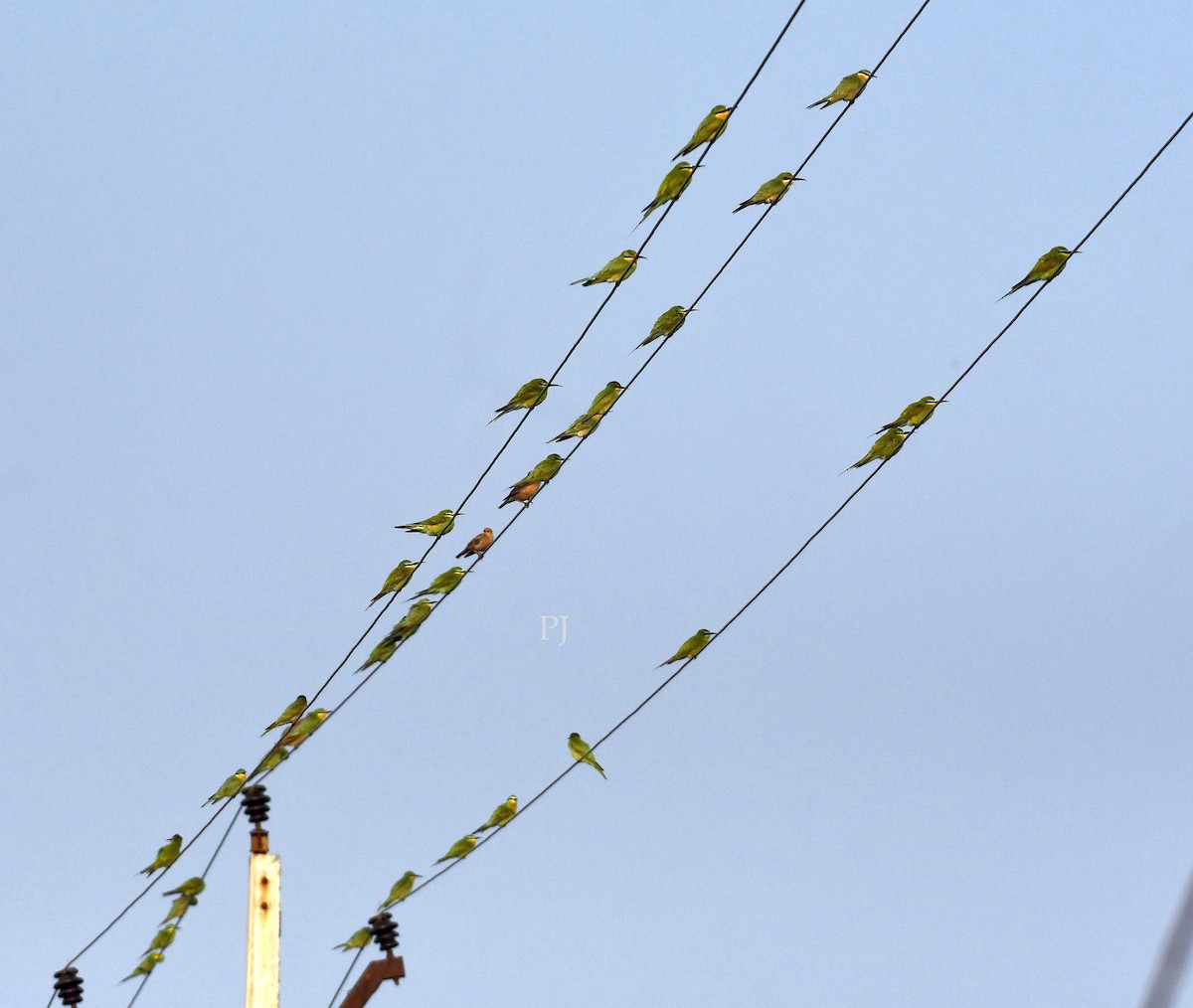 Blue-cheeked Bee-eater - ML643871909
