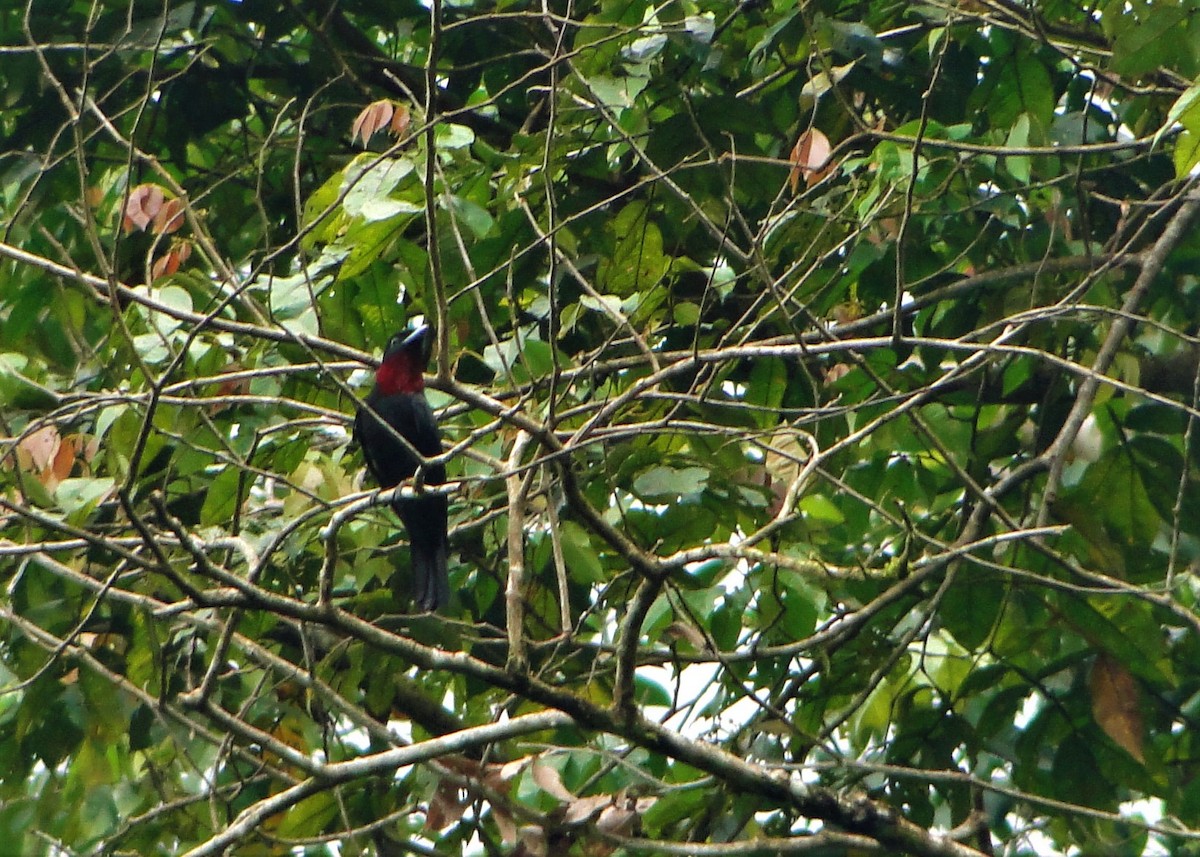 Purple-throated Fruitcrow - ML64387191