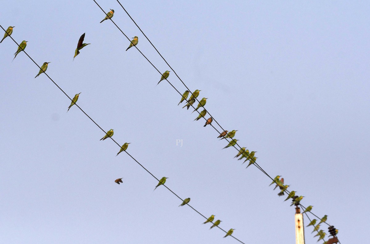 Blue-cheeked Bee-eater - ML643871910