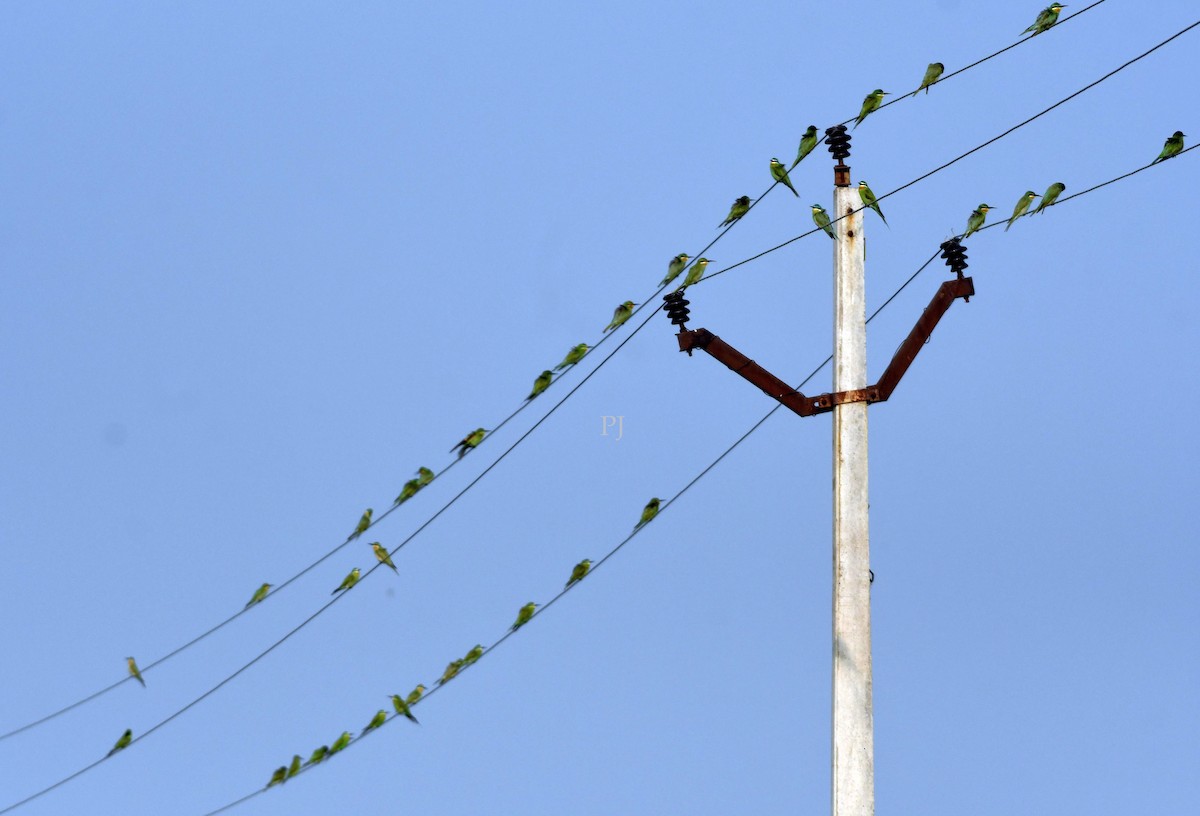 Blue-cheeked Bee-eater - ML643871911