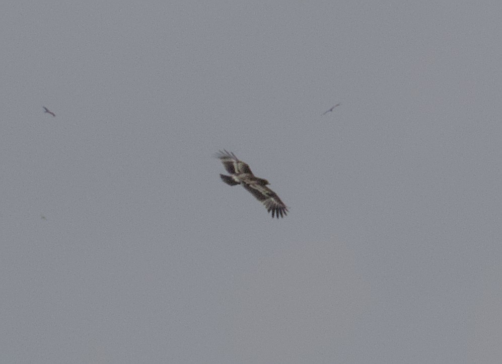 Greater Spotted Eagle - ML643871924