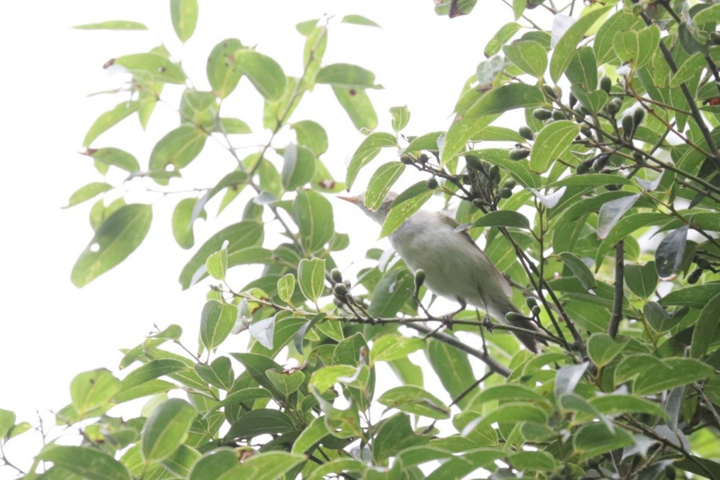 Вівчарик амурський - ML643871937