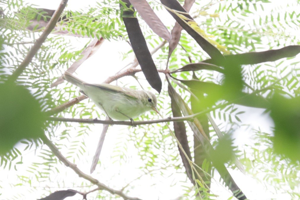 Вівчарик амурський - ML643871938