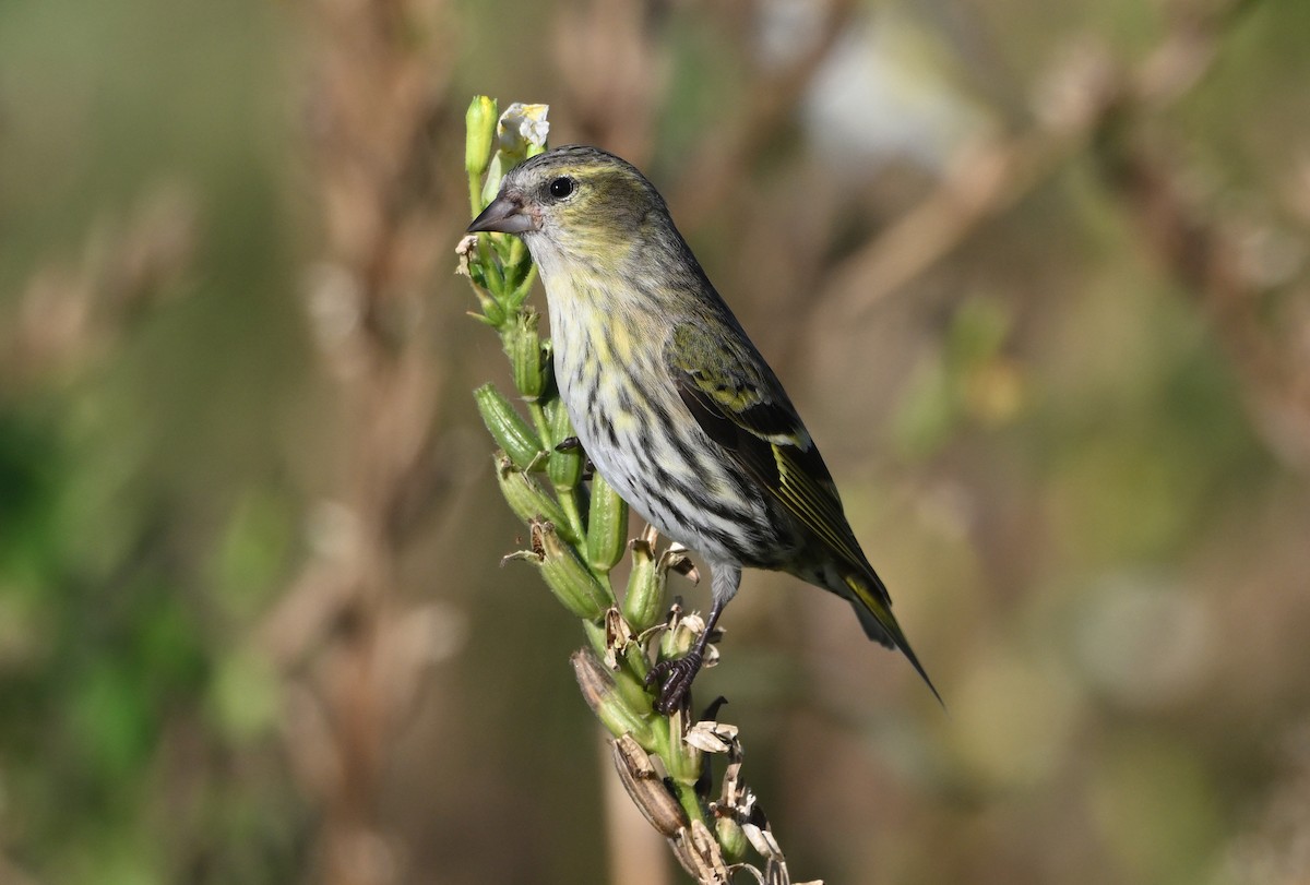 Eurasian Siskin - ML643871952