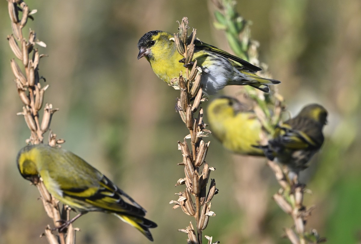 Eurasian Siskin - ML643871954
