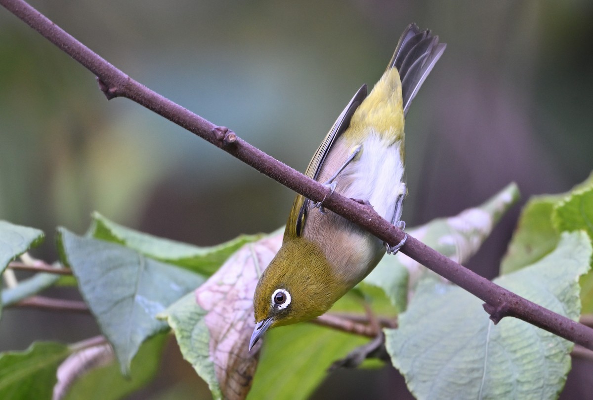 Warbling White-eye - ML643871955