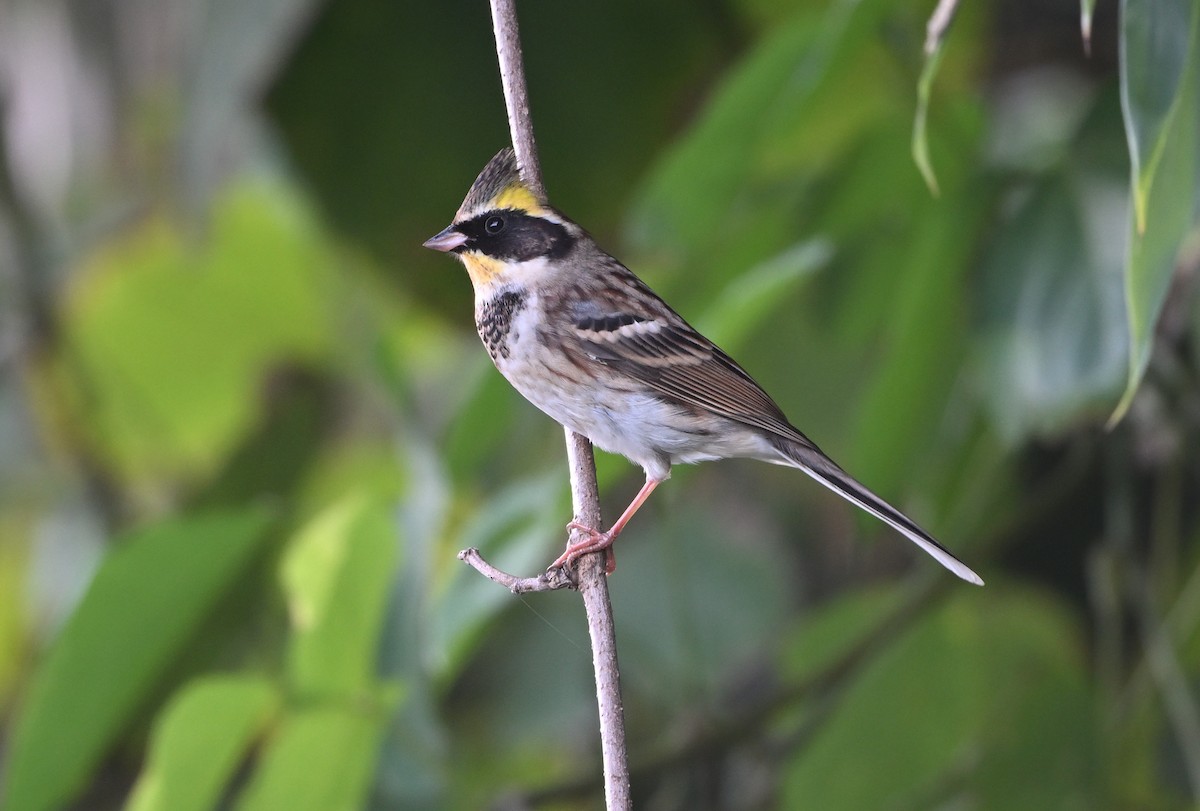 Yellow-throated Bunting - ML643871956