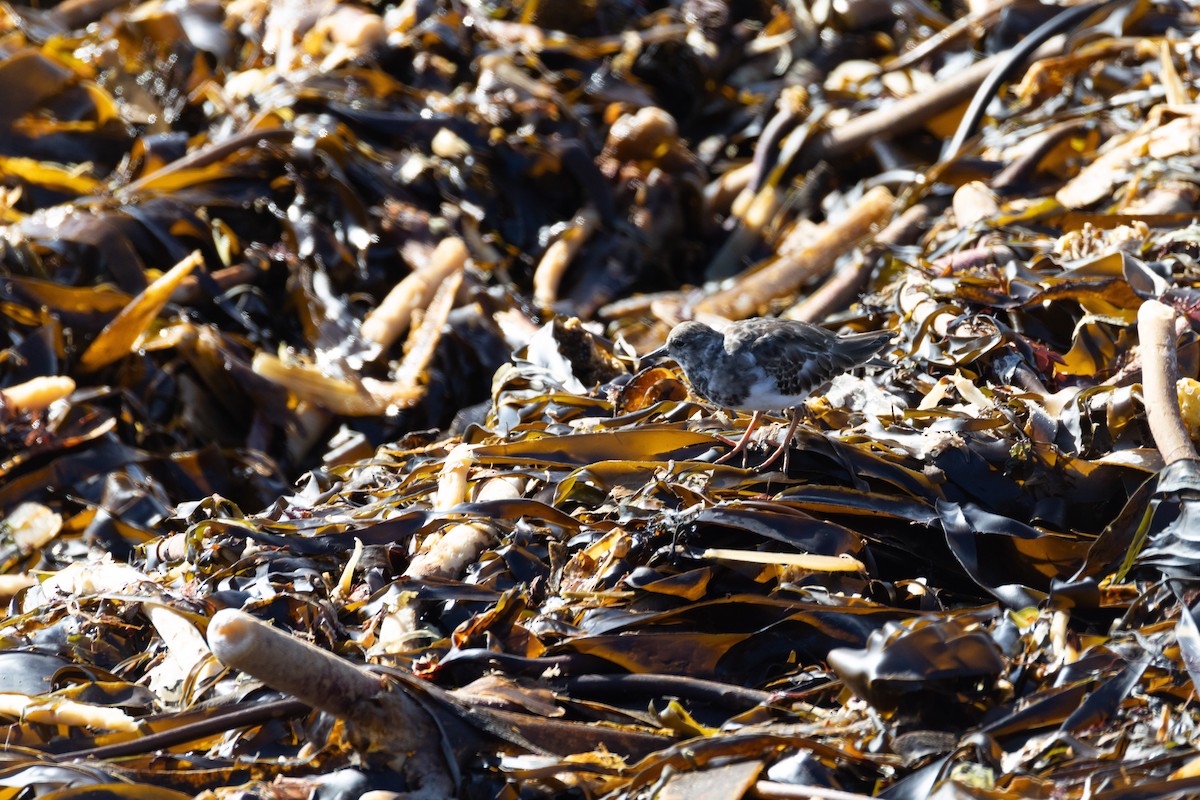 Ruddy Turnstone - ML643871969