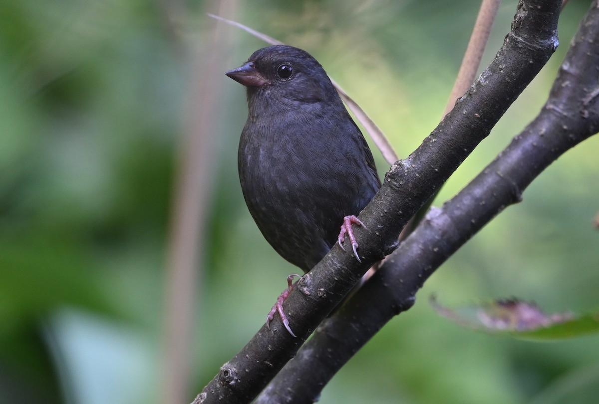 Gray Bunting - ML643871973