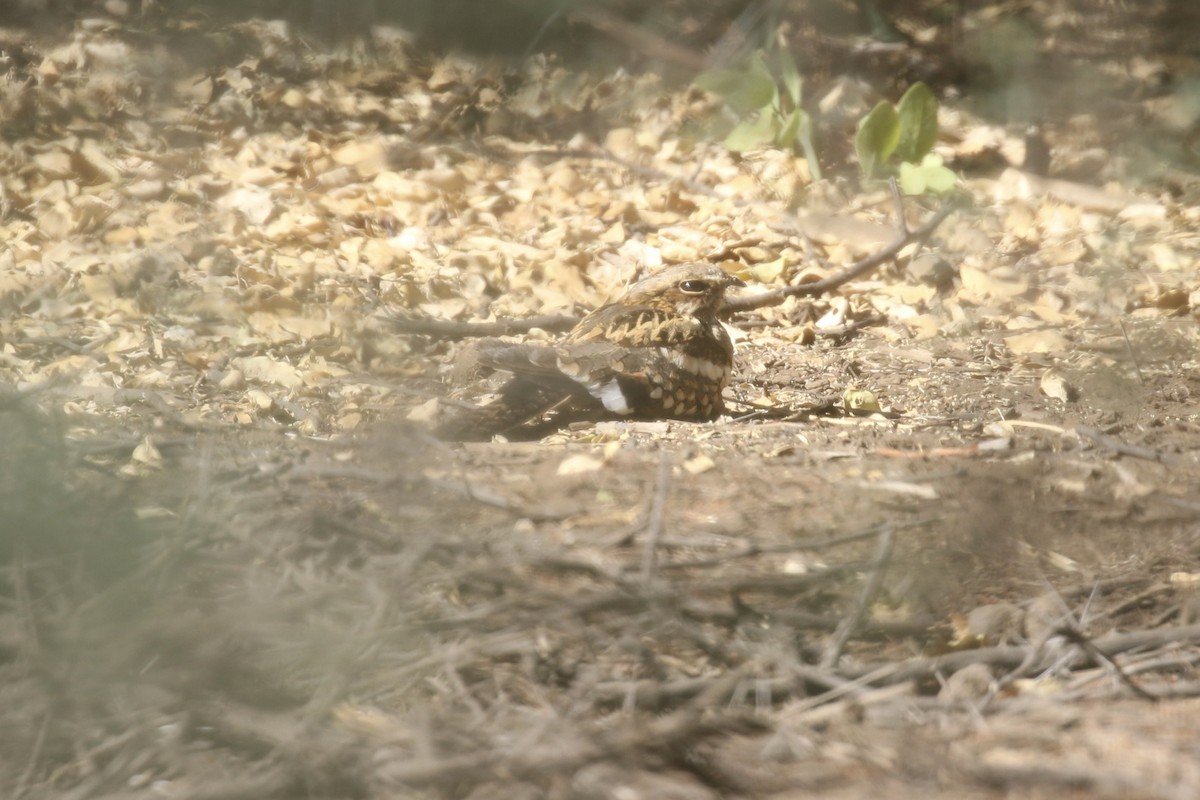 langstjertnattravn - ML643871977