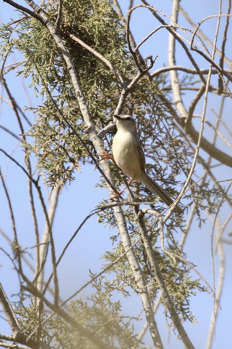 River Prinia - ML643871985
