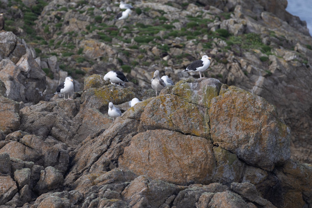 Great Black-backed Gull - ML643872000