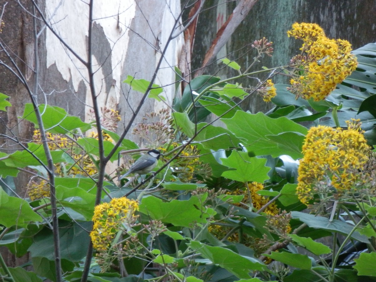 Great Tit - ML643872002