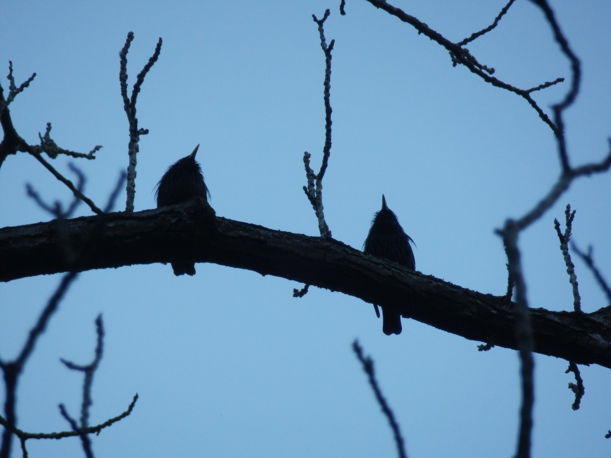Spotless Starling - ML643872004