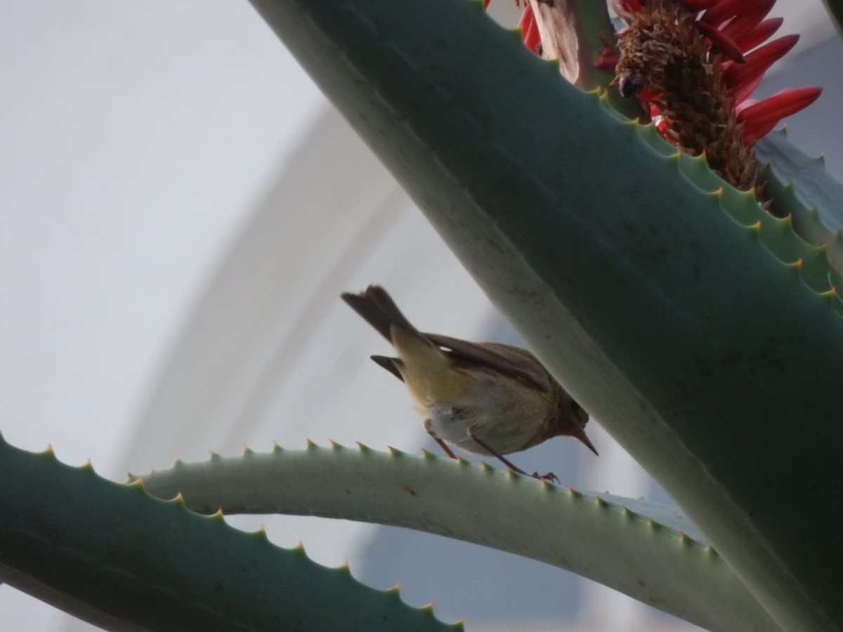 Common Chiffchaff - ML643872018