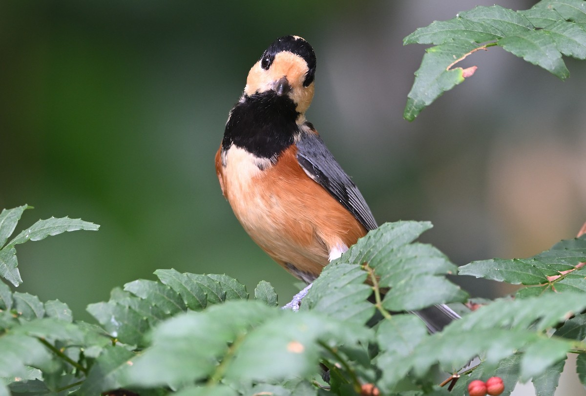Varied Tit - ML643872024