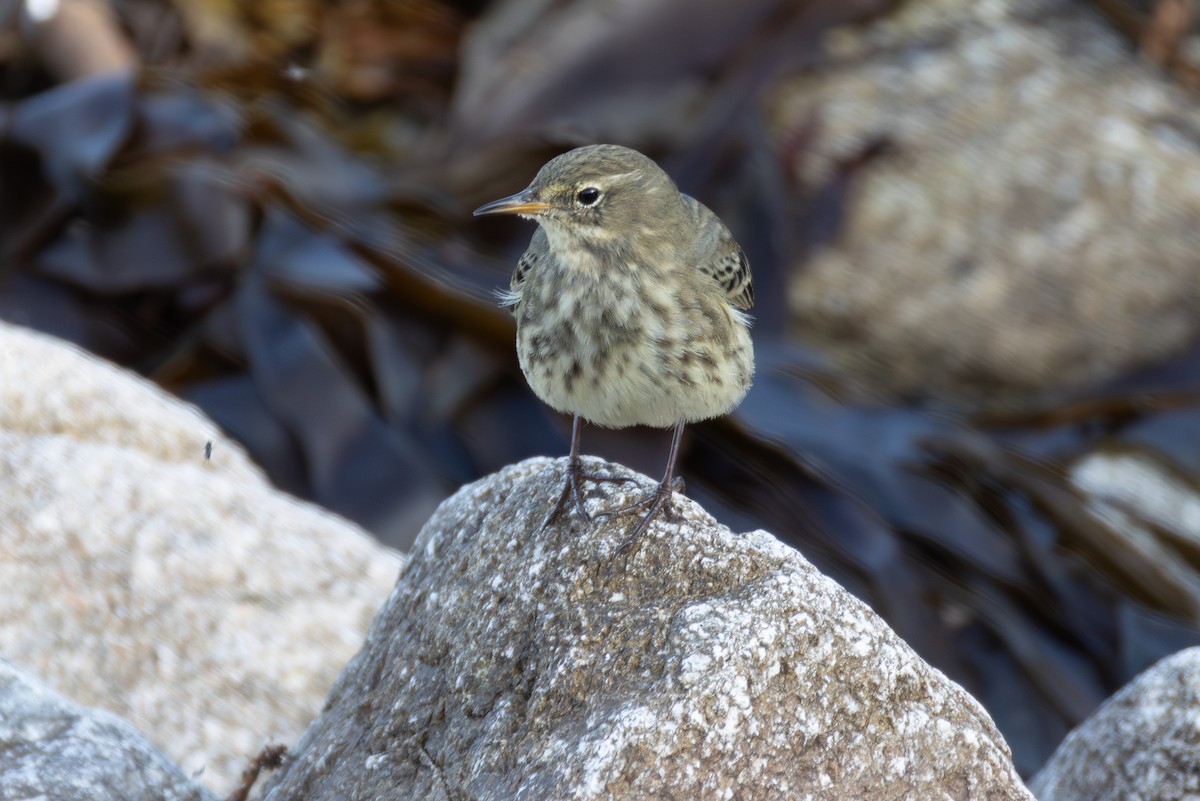 Rock Pipit - ML643872031