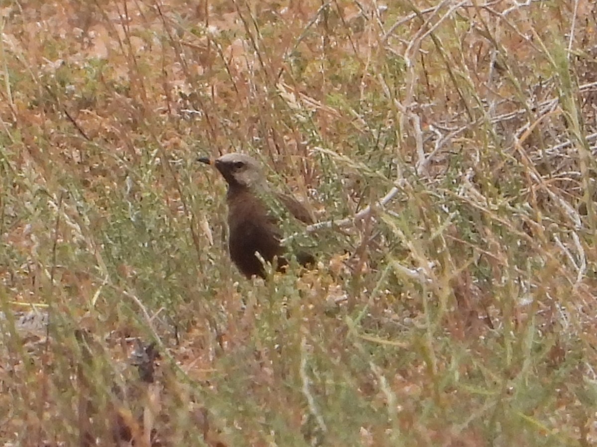 Brown Songlark - ML643872035