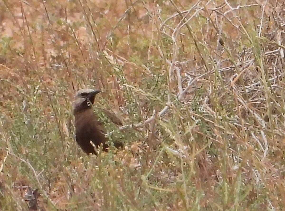 Brown Songlark - ML643872036