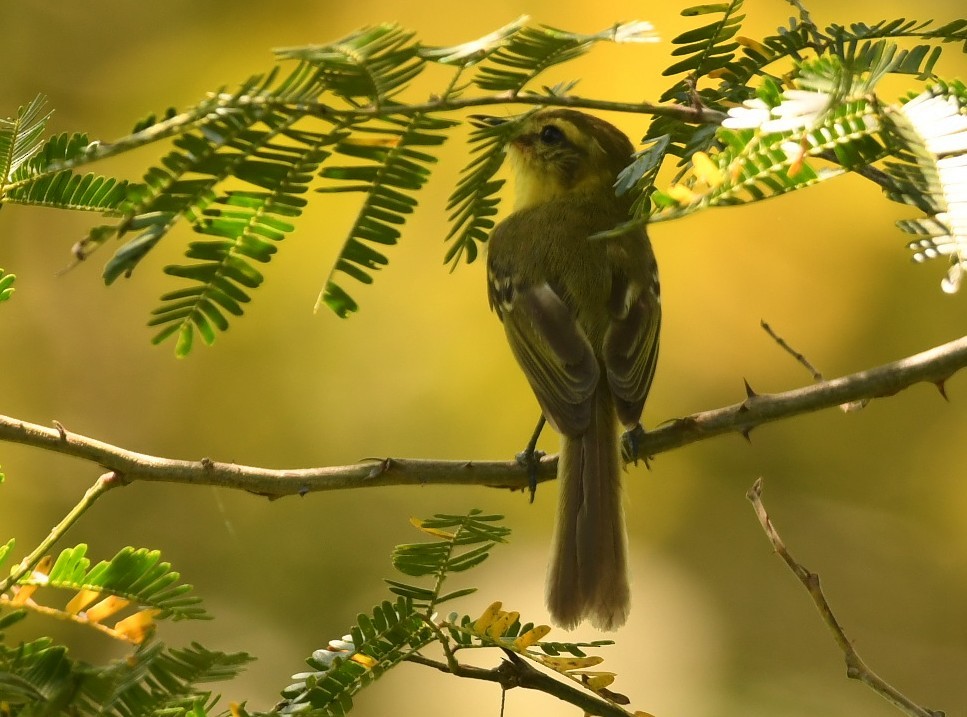 Yellow Tyrannulet - ML643872038