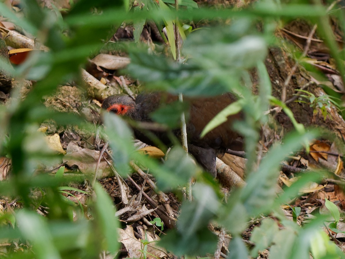 Philippine Megapode - ML643872042