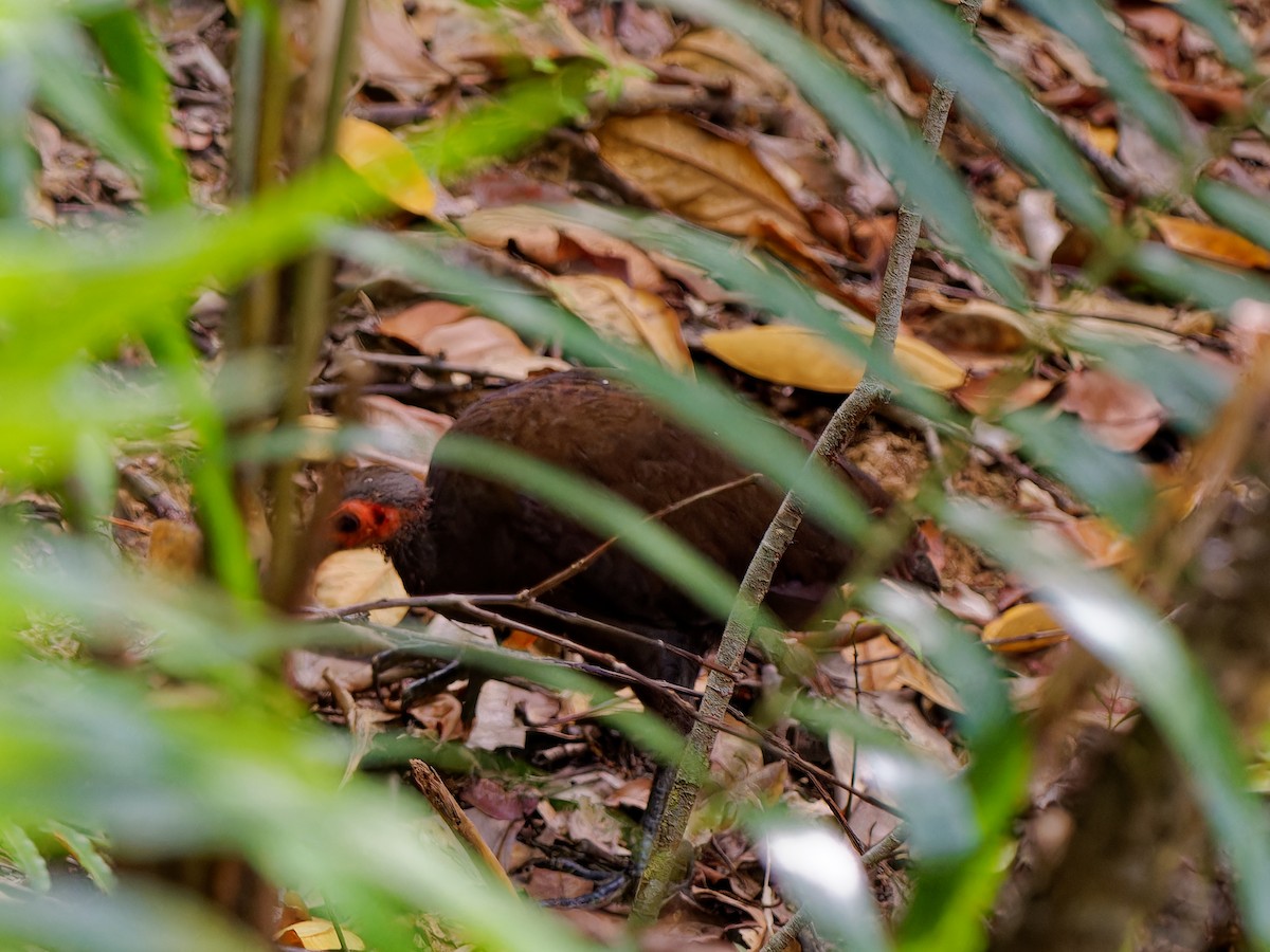 Philippine Megapode - ML643872043